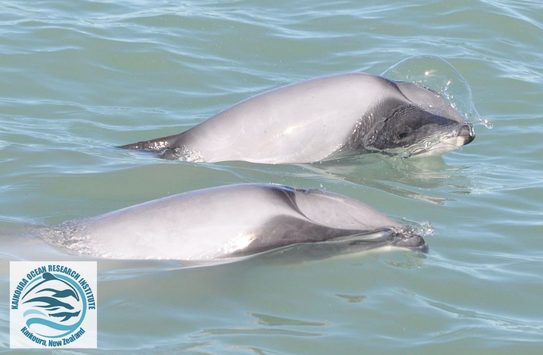 Two Hector's dolphins surfacing, one blowing a bubble through its' blow-hole.