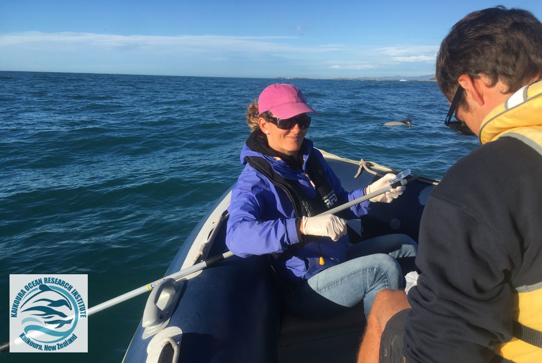 KORI director Jody Weir sitting in the front of the research zodiac with equipment for blow sampling on Hector's dolphins.