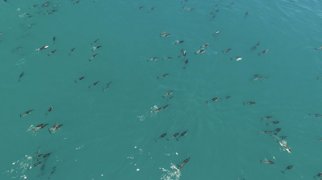 Drones made it easy for the scientists to track dusky dolphins, even in large pods.