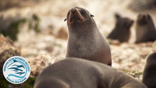 fur-seal-factfile