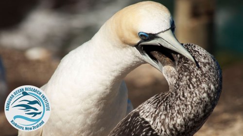 gannet-for-factfile