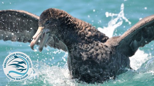 giant-petrel-for-factfile