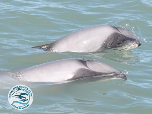 hectors-page-body-image-1