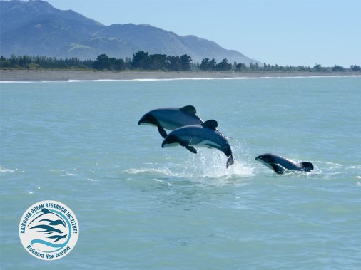 hectors-page-body-image-2