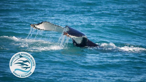 humpback-for-factfile