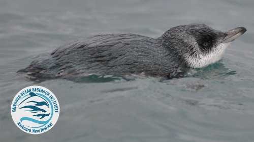 Penguin-for-homepage