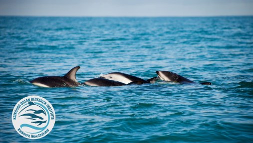 dusky-factfile-newest